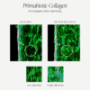 collagen effects